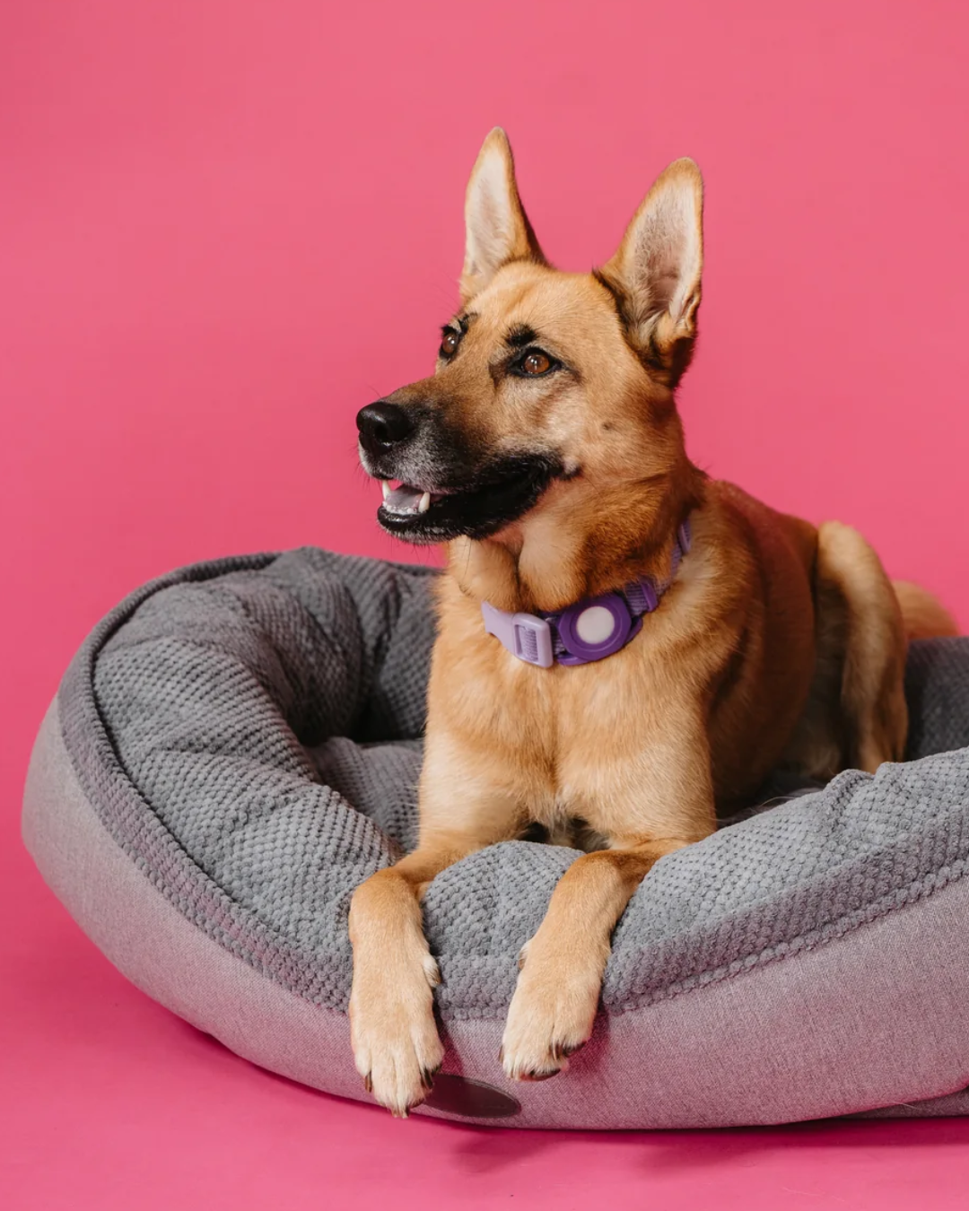 Lit pour chien douillet et enroulé