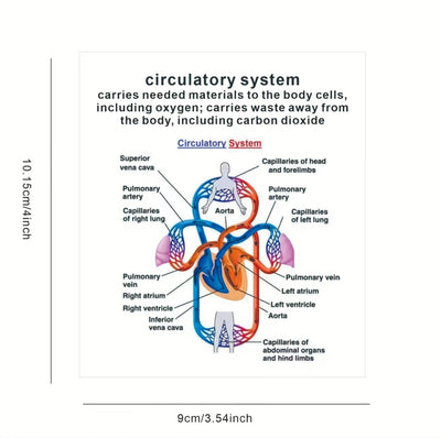 AnatoLearn Flash Cards - 21-Piece Human Anatomy Study Set