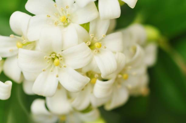 Honeysuckle Jasmine Soy Candle – Sweet & Floral Scent | Mam Jam’s - Korvel