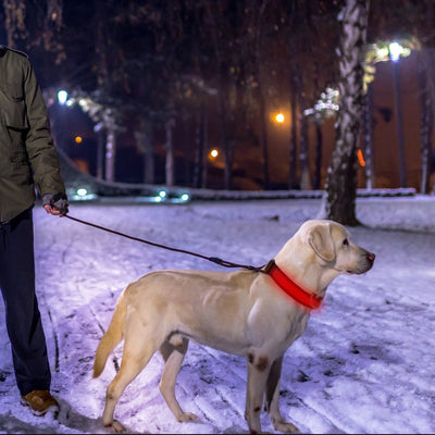 GBruno LED Dog Collar USB - Enhanced Night Visibility