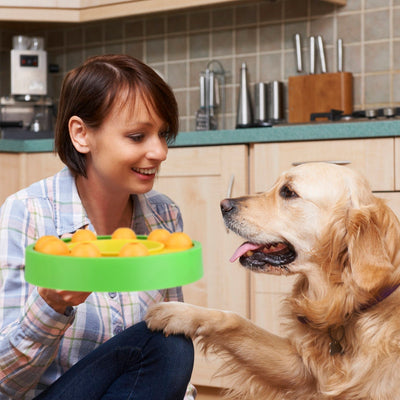 Interactive Dog Puzzle Feeder for IQ Training