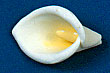 Calla Lily Flower Decorations - Medium 48 pcs