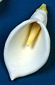 X-Large Calla Lily Flower Decorations - 18 pcs