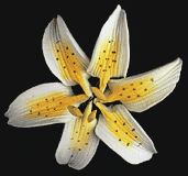 Mini Lys Stargazer - Jaune (72 pcs)