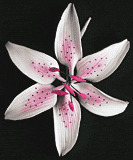 Stargazer Lily Flower - Pink (32 pcs)