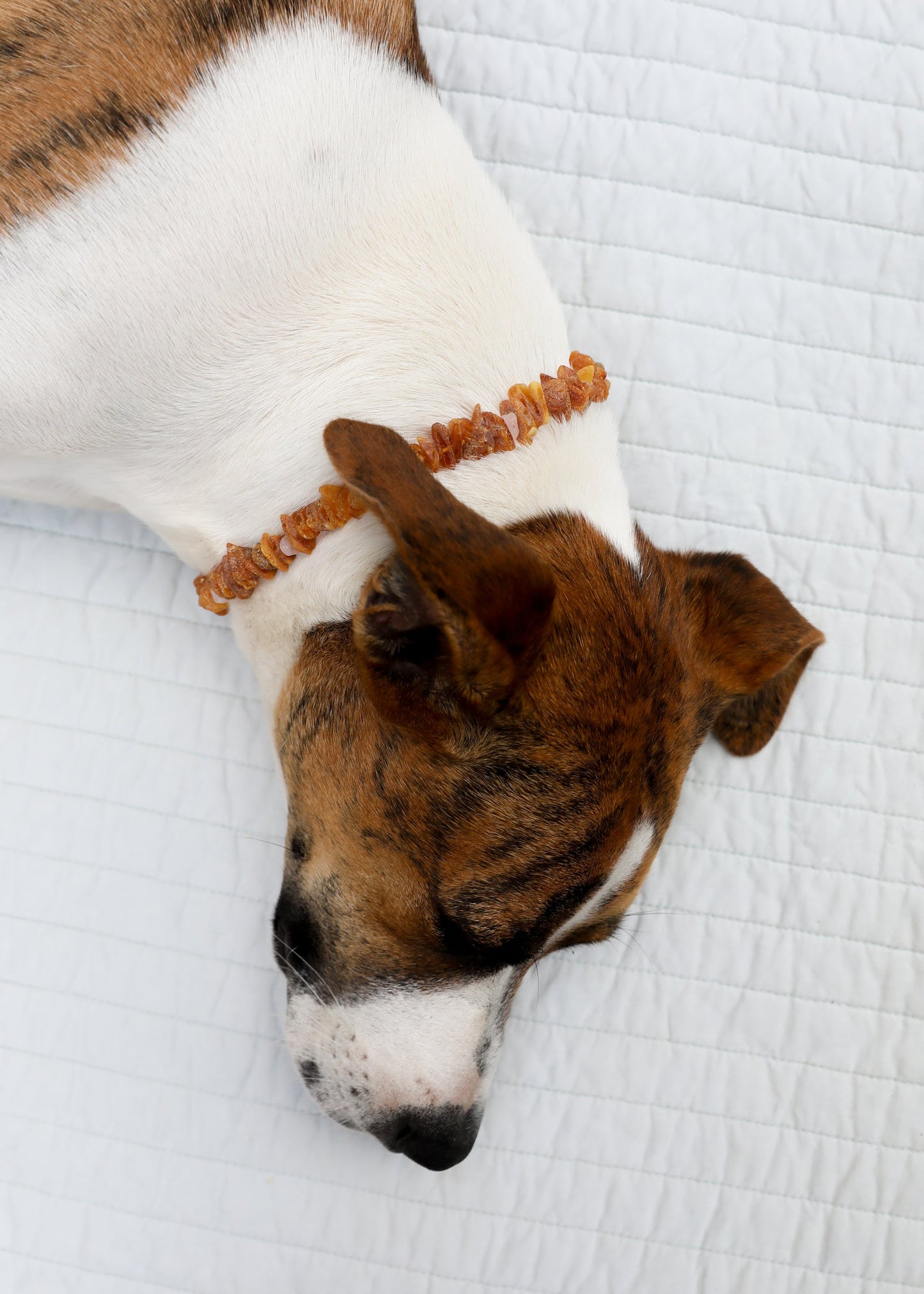 Premium Raw Baltic Amber & Rose Quartz Pet Necklace
