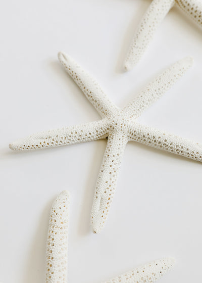 Natural Starfish Table Scatter for Coastal Decor