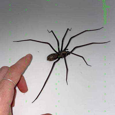 Plastic Spider as Decoration - Novelty Ornament - Korvel
