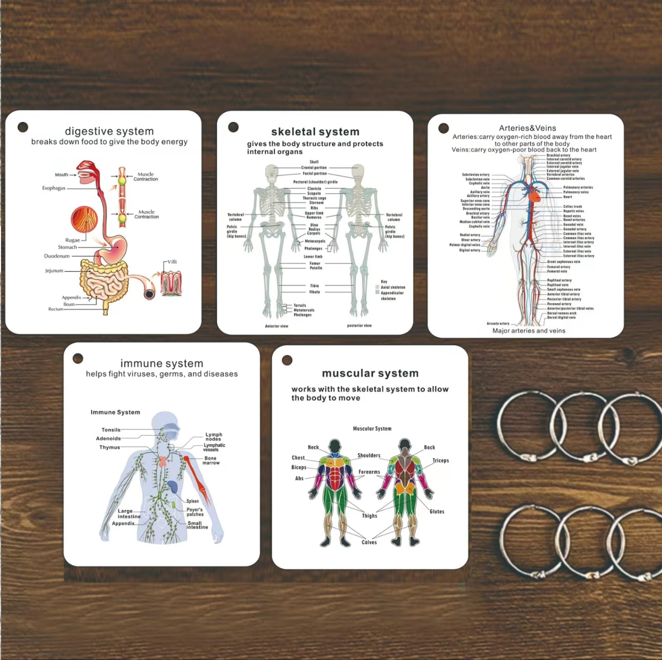 Tarjetas Didácticas AnatoLearn - Set de Estudio de Anatomía Humana de 21 Piezas