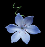 Decoraciones de Flores de Agapanthus - Azul (18 Piezas)