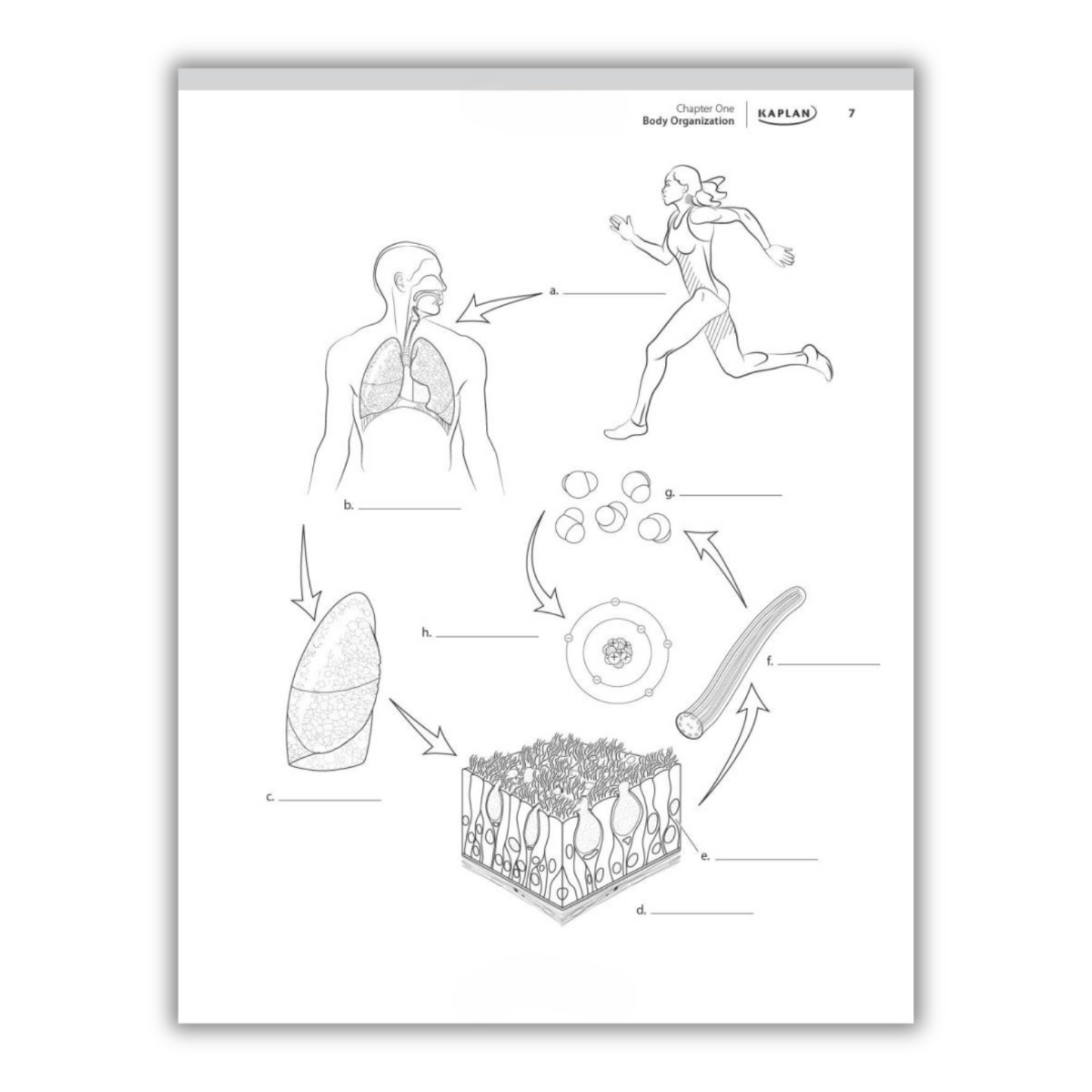Kaplan's Comprehensive Anatomy Coloring Book: 10th Edition (Spiral Bound) - Korvel
