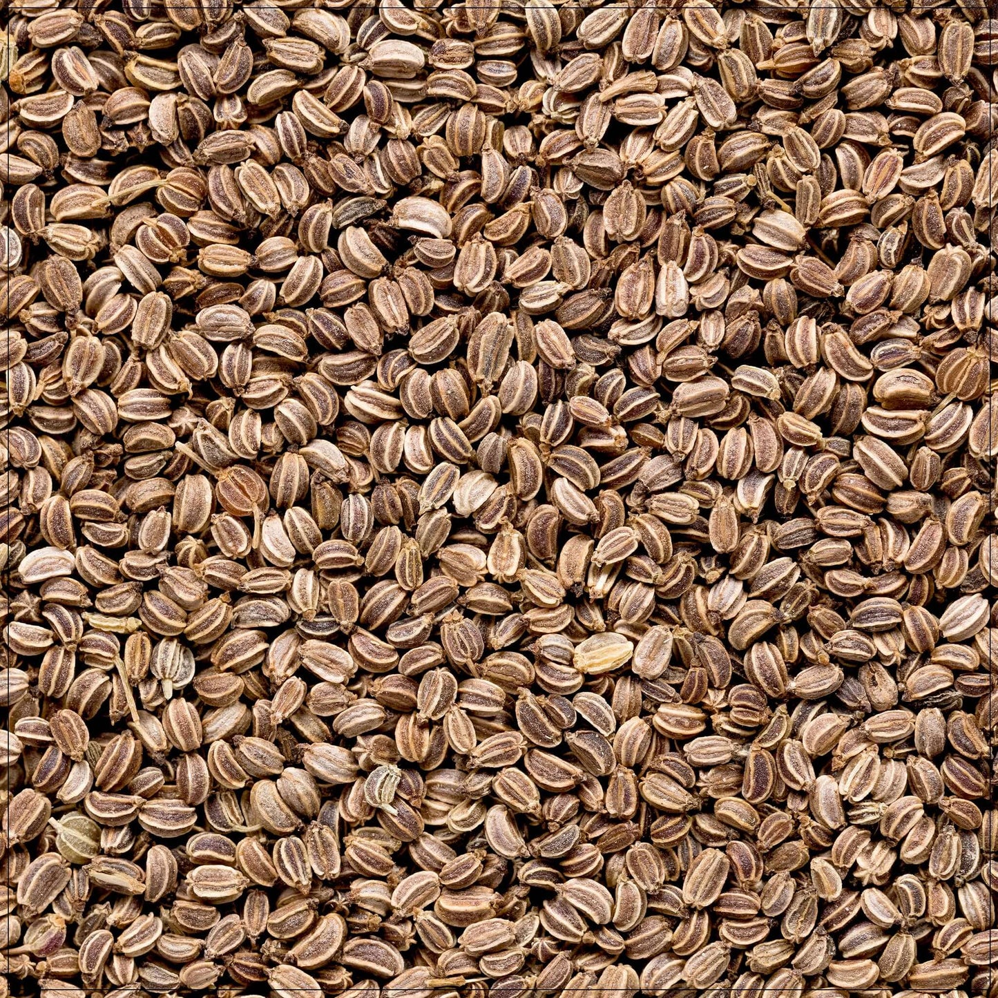 Premium Celery Seeds for Culinary Delights