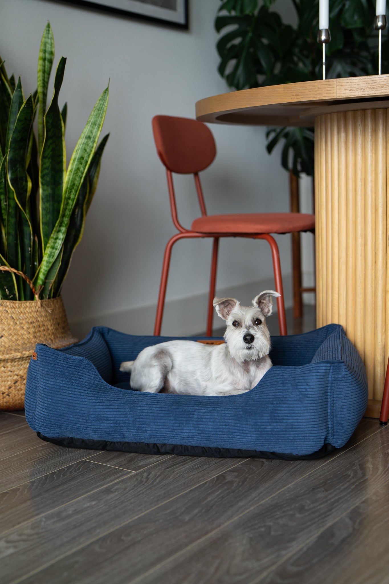 Cama para perros de terciopelo lujoso para una comodidad máxima