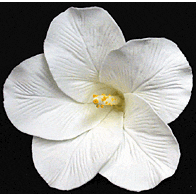 Grandes Flores de Hibisco Blancas - 9 Unidades