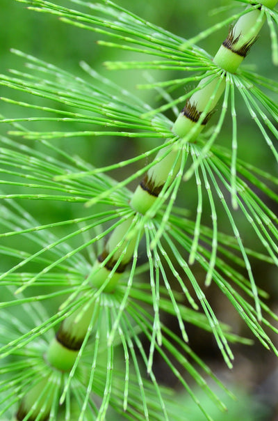 Premium Cut Horsetail (Shavegrass) - Natural Herbal Supplement - Korvel