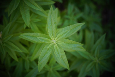 Aromatic Lemon Verbena Herb - Cut & Sifted - Korvel