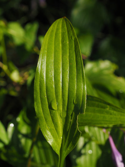 Organic Cut & Sifted Plantain Leaf - Herbal Remedy - Korvel