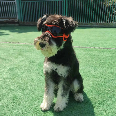 Gafas UV para Mascotas: Protección Ocular Estilosa para Perros y Gatos