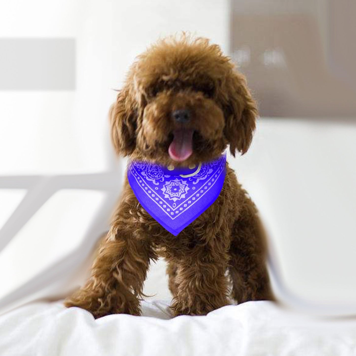 Bandana Ajustable GBruno para Perros
