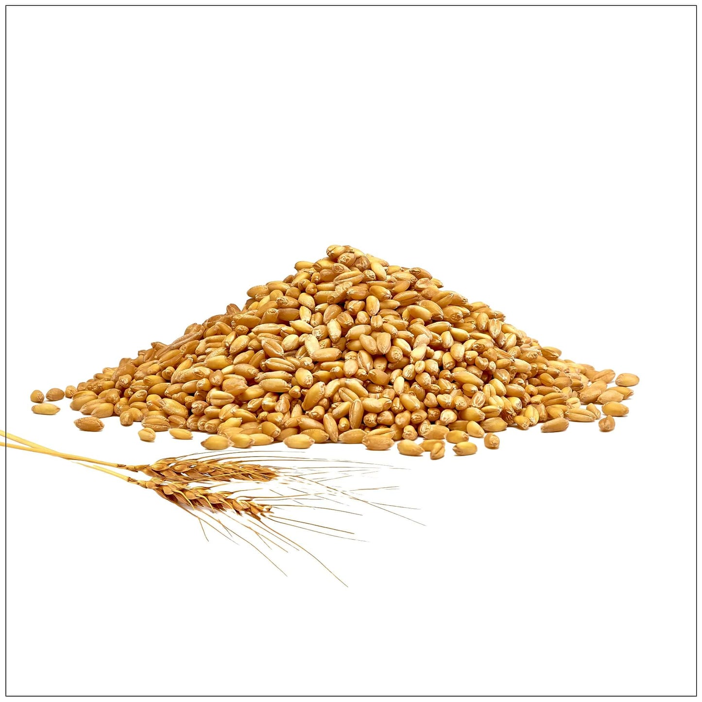 Orge entière premium - Saveur noisette et texture moelleuse