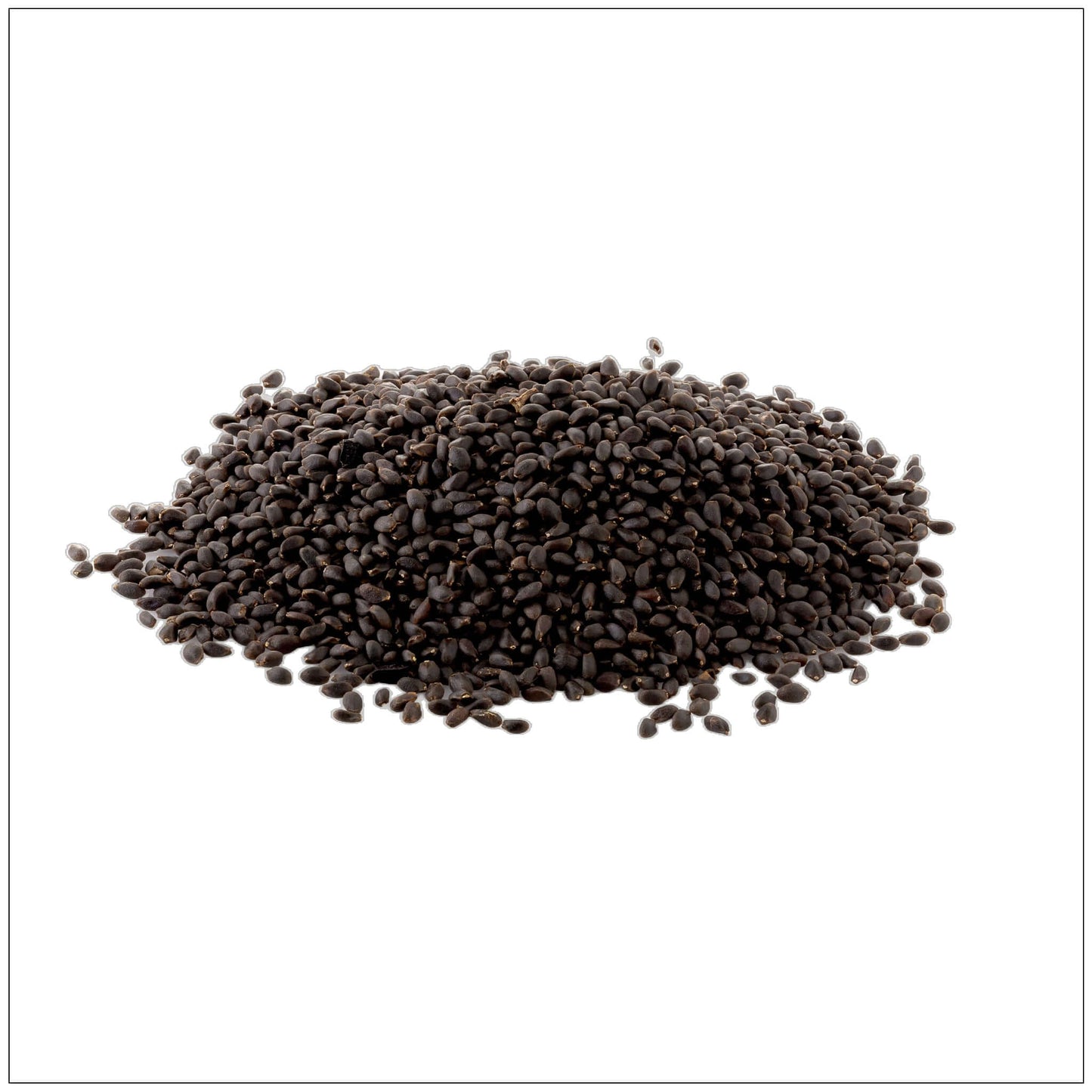 Graines de Basilic Premium pour Délices Culinaires