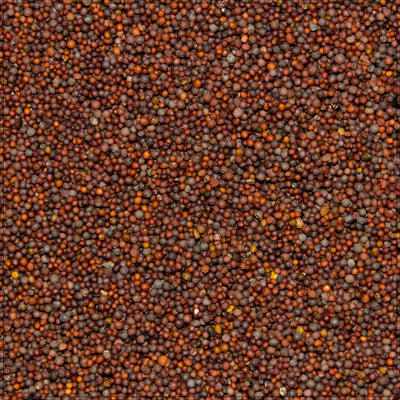Semillas de Mostaza Negra Premium
