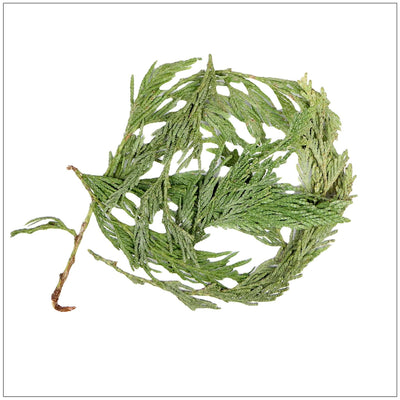 Premium Cedar Tips Infusion