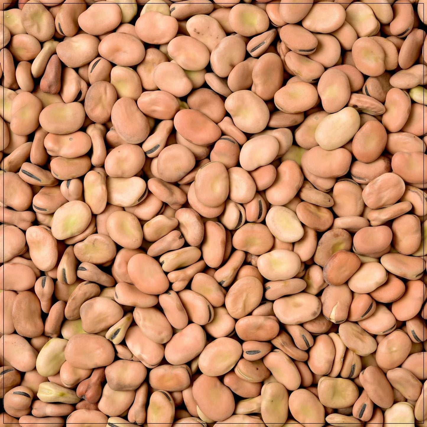 Frijoles Fava Premium - Legumbres Nutritivas y Versátiles