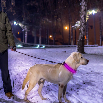 GBruno LED Dog Collar - High Visibility Safety
