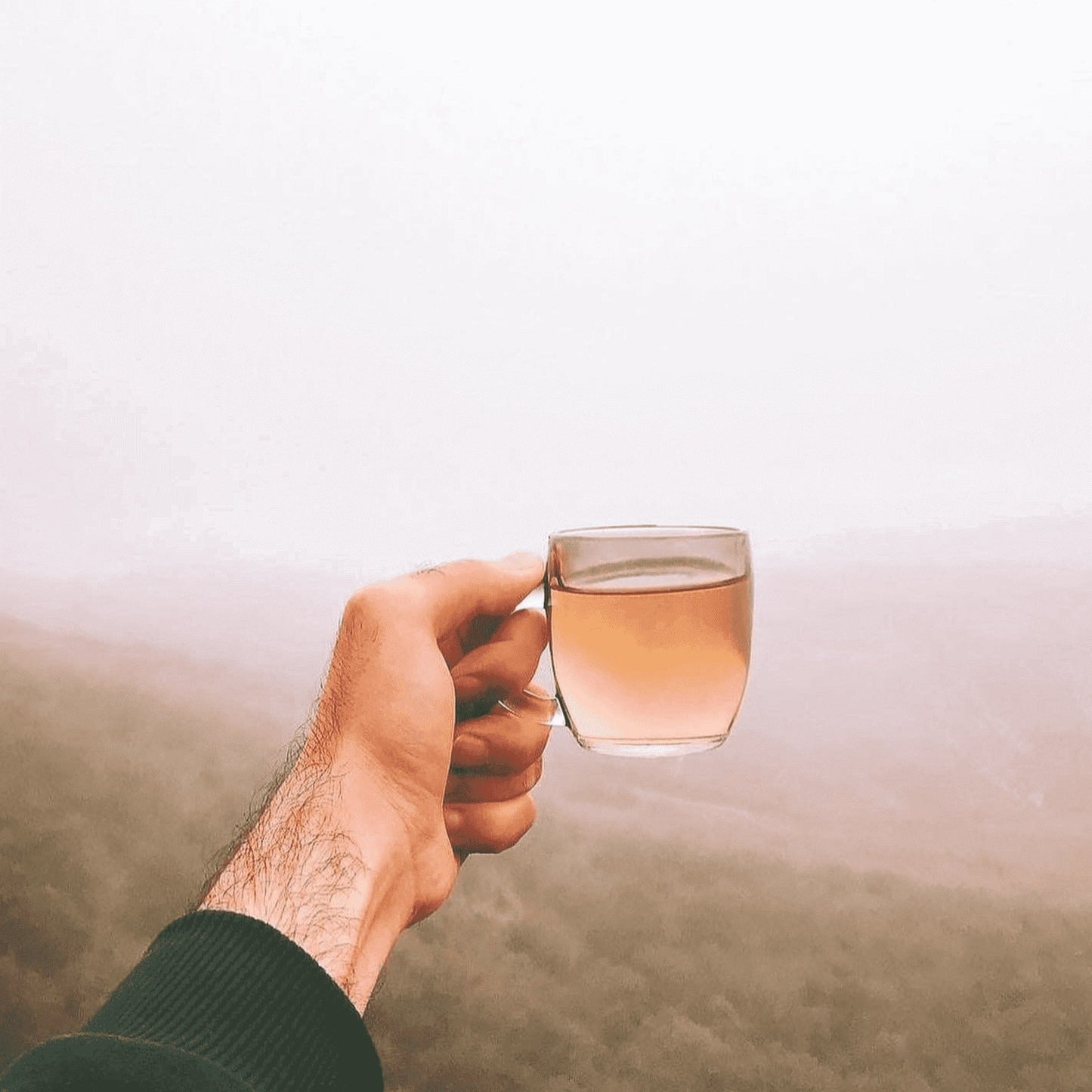 Focus Tea – Sage, Peppermint & Rosemary Greek Herbal Blend - Korvel