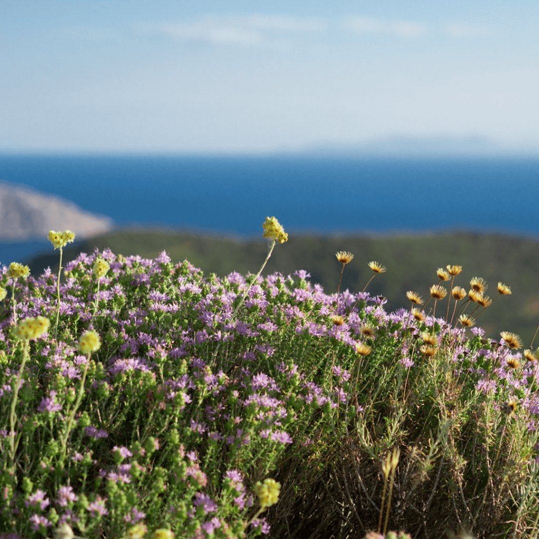 Greek Oregano – Origanum onites Pot Marjoram from Ikaria (Dried) - Korvel