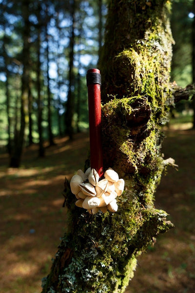 Handmade Chacha Oleander Seed Pod Wooden Handle Shaker