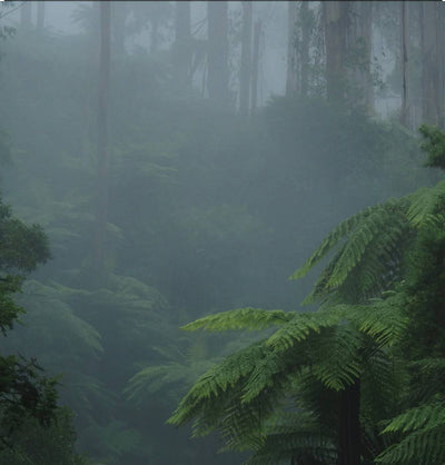 Fog and Fern Soy Candle – Fresh & Earthy Forest Scent | Mam Jam’s - Korvel