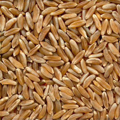 Premium Kamut Berries - Ancient Grain Delight
