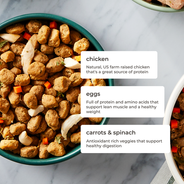 Recette de nourriture pour chien au poulet tendre Freshpet