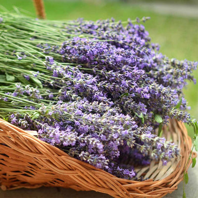 Soothing Lavender Essence Soy Candle - Pure Relaxation - Korvel