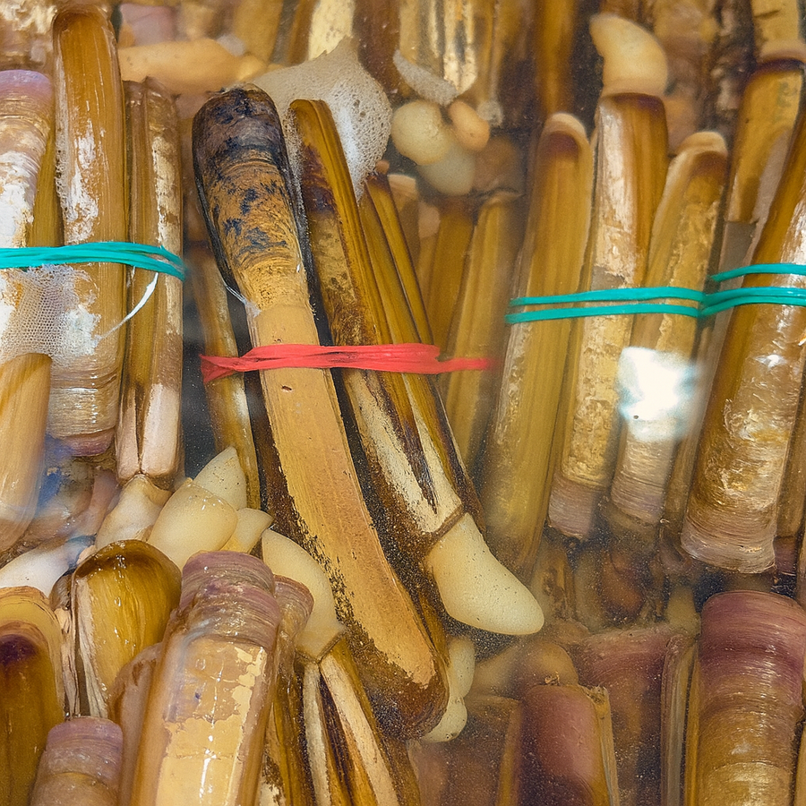 Live Ireland Razor Clams – Premium Quality Seafood