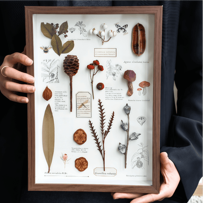 Nature's Cabinet - Real Botanical Specimen Shadow Box Art