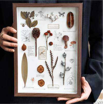 Nature's Cabinet - Real Botanical Specimen Shadow Box Art
