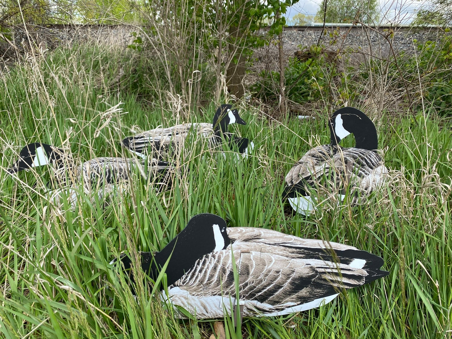 Pro Series II Sit’n Geese Decoys