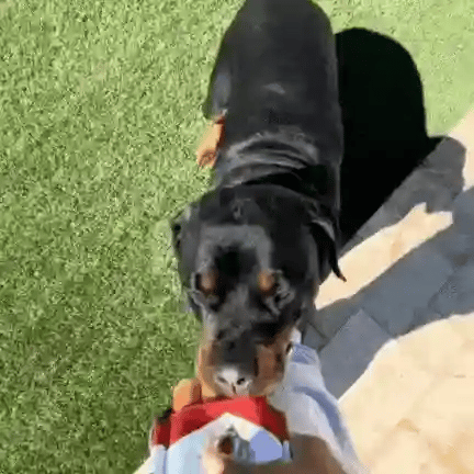 PuffPlay Interactive Dog Toy