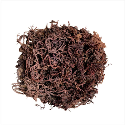 Mousse de mer violette premium - Algues riches en nutriments