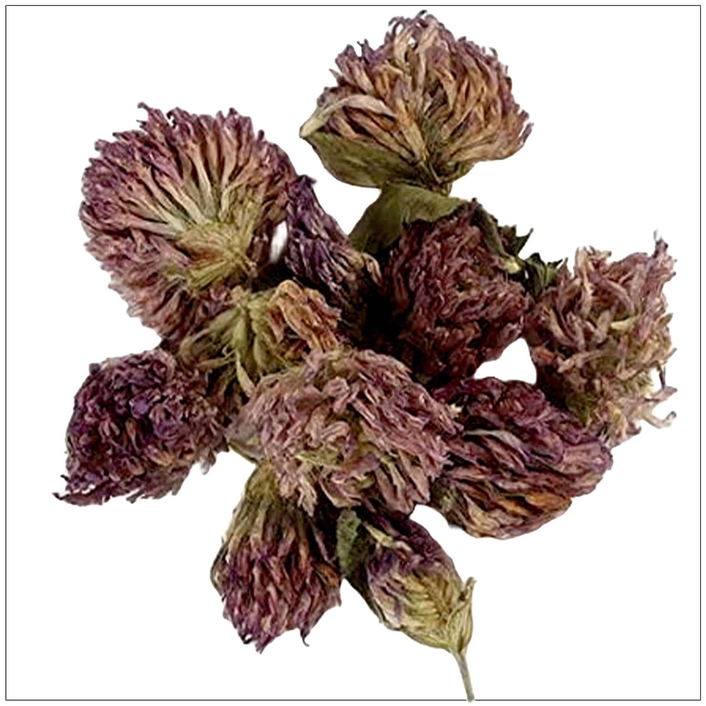 Flores de Trébol Rojo Premium
