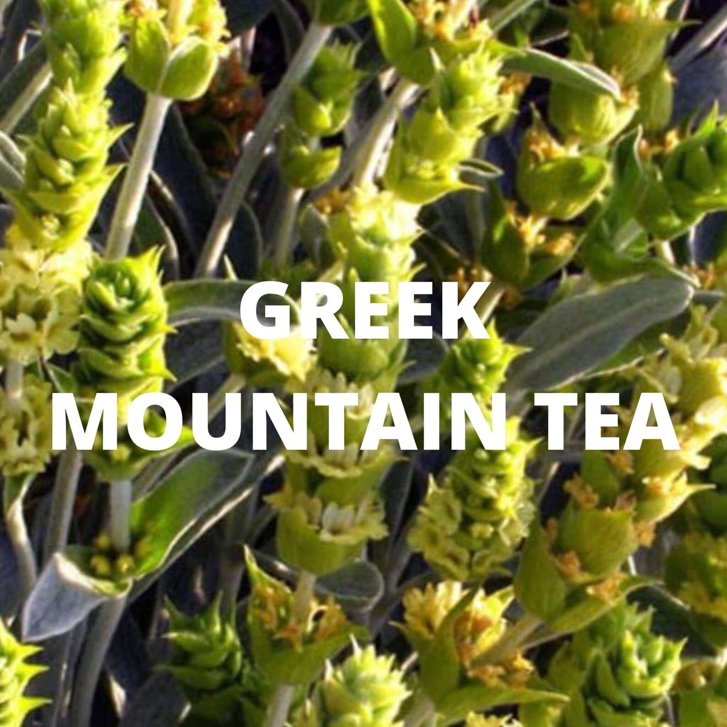 Greek Mountain Tea with Lavender & Chamomile – Calming Wildcrafted Blend