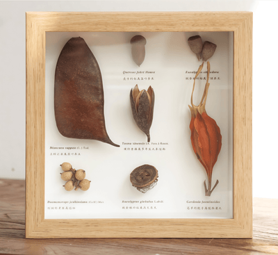 The Rainforest Seed Vault - Tropical Specimen Shadow Box Art