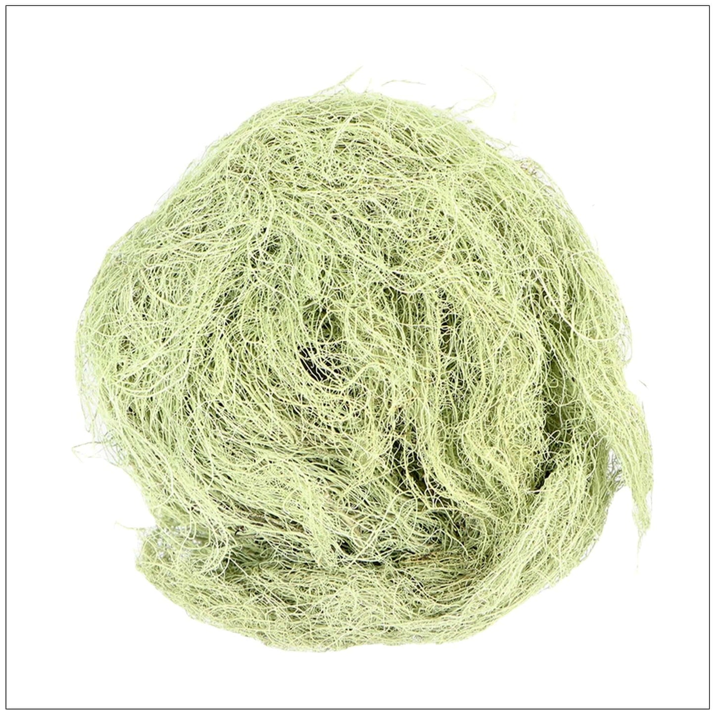 Lichen Usnée Premium - L'Herbe Unique de la Nature