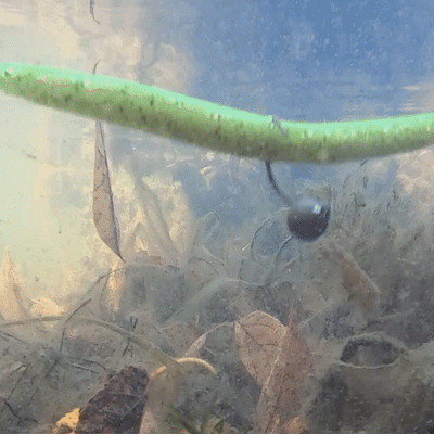 Reaction Tackle Lead Wacky Jigs- 10-PACK- Ultra Sharp - New