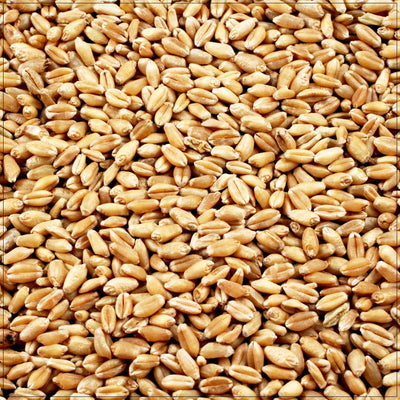 Premium Wheat Berries