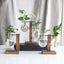 Transparent Bulb Vase with Wood Stand. For hydroponics. Great for coffee shops & room decor. - Korvel