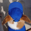 Pet Dog Outdoor Photography Leisure Sunshade Hat with Ear Holes Adjustable Corgi Baseball Cap - Korvel